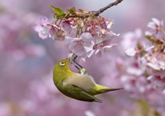 メジロ29 (河津桜にメジロ)