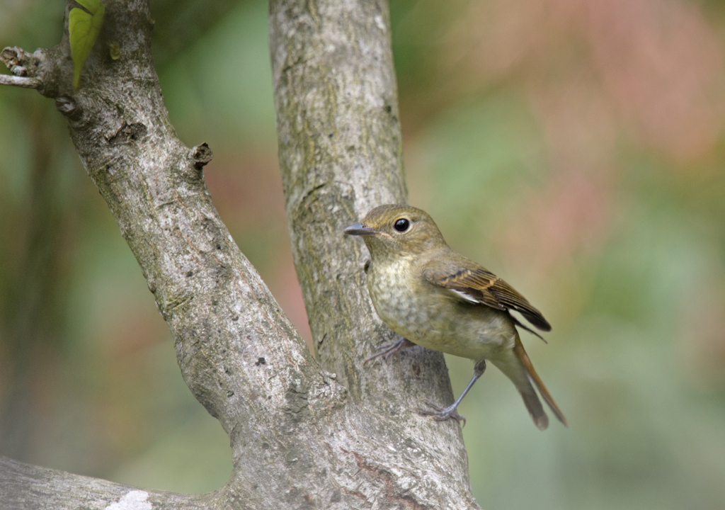 キビタキ♀ ⑨