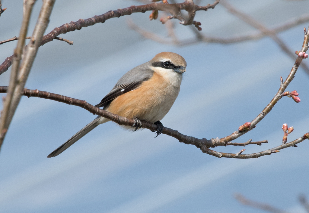 モズ♂26 ふんわりと