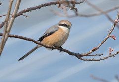 モズ♂26 ふんわりと