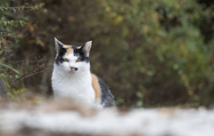 野良ねこ