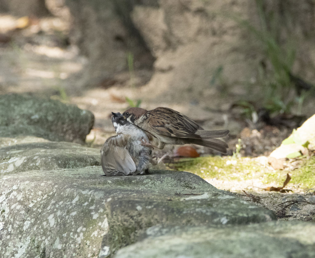 仲良しスズメ①