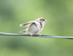 スズメ(幼鳥) ④