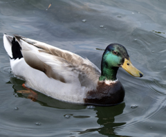 マガモ♂ ③