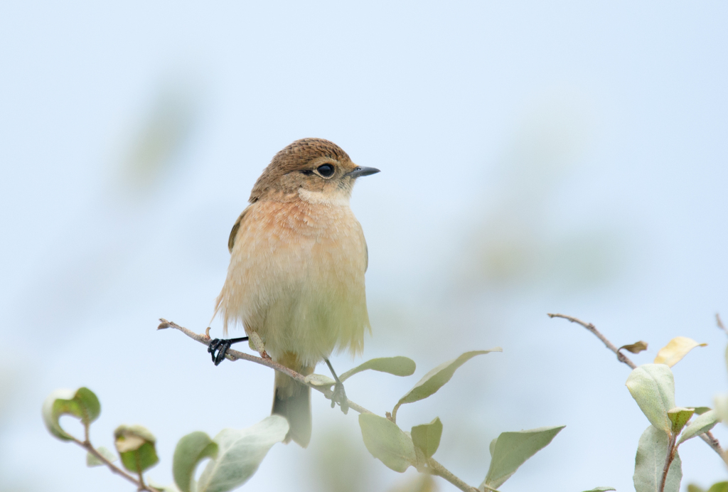 ノビタキ♀ 35
