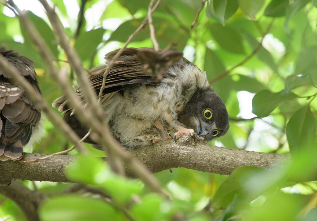R3 アオバズク雛ちゃん ③