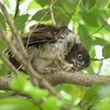 R3 アオバズク雛ちゃん ③