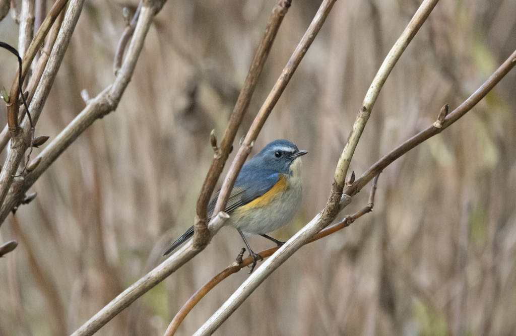 ルリビタキ♂⑧