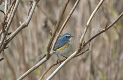 ルリビタキ♂⑧