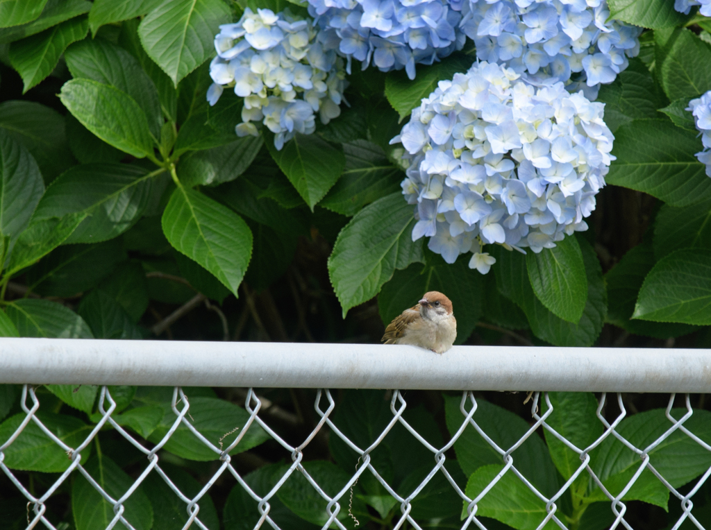 子すずめと紫陽花