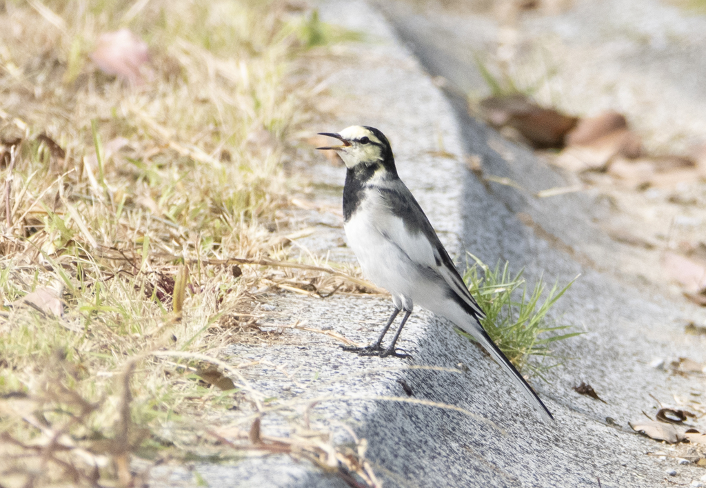 ハクセキレイ ⑥