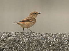 ノビタキ ♀ ②