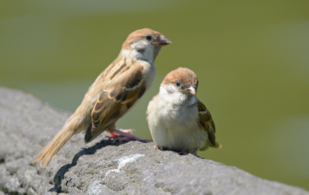 スズメ36 幼鳥兄弟