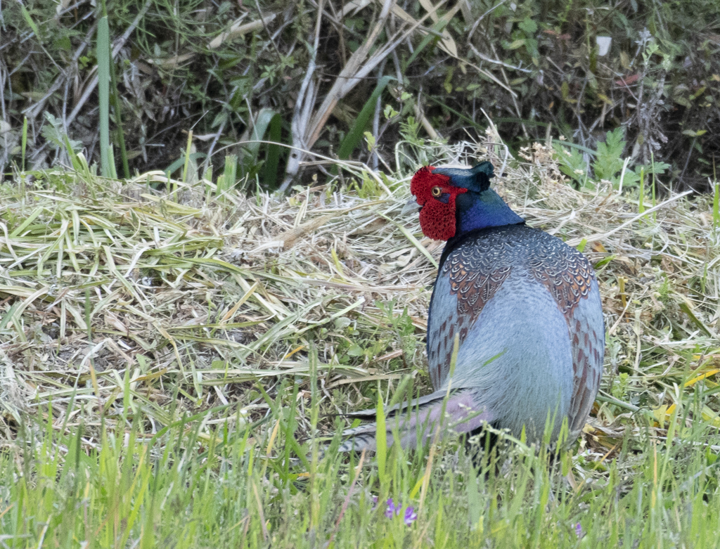 雉♂③