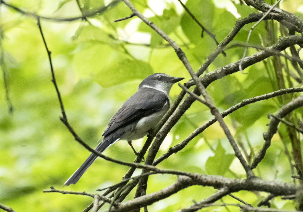 リュウキュウサンショウクイ③