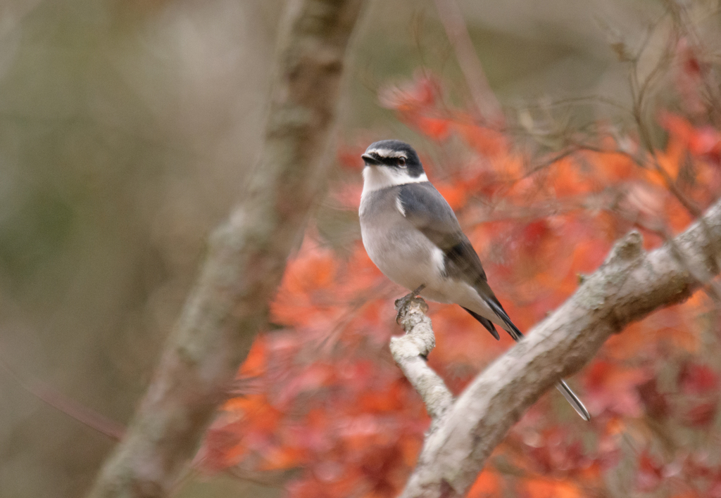 紅葉にリュウキュウサンショウクイ 2