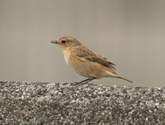ノビタキ ♀