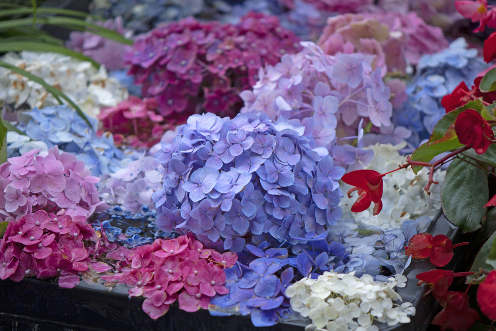 紫陽花 ⑥