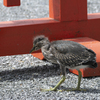 ササゴイ 幼鳥 ④