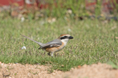 モズくんの3時のオヤツ ④