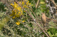 ノビタキ♀ 27