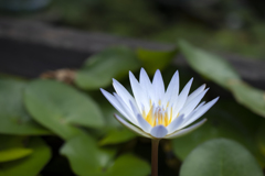 睡蓮