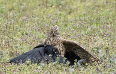 オオタカ若鳥 (カラス捕食)　③