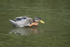 マガモ♀ or アヒル ④