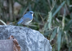 ルリビタキ ♂⑥