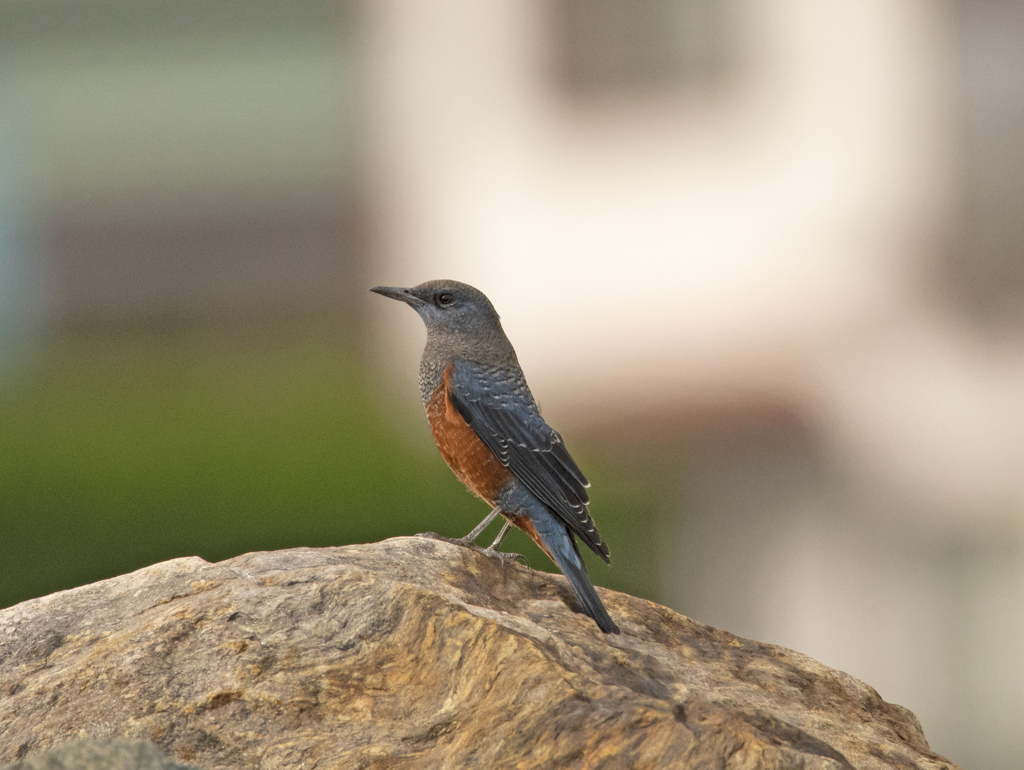 イソヒヨドリ♂③