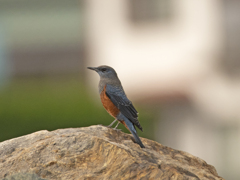 イソヒヨドリ♂③