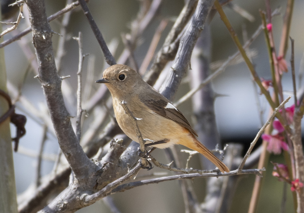 ジョウビタキ♀⑭
