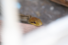 アオダイショウの赤ちゃん