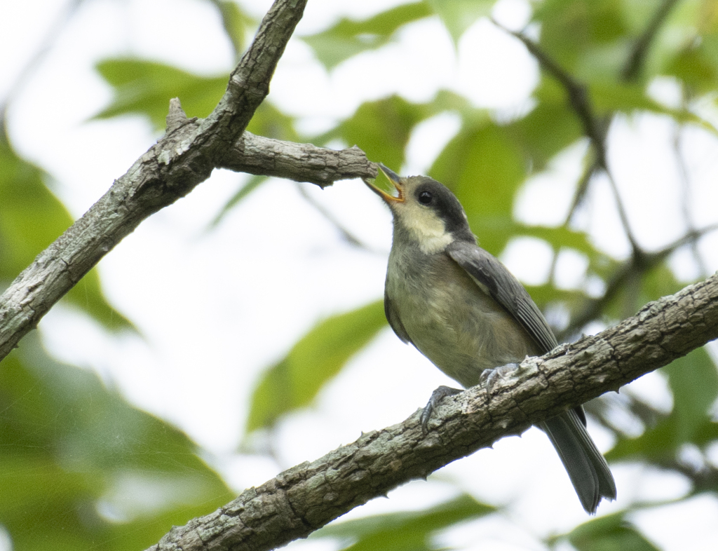 ヤマガラ 幼鳥