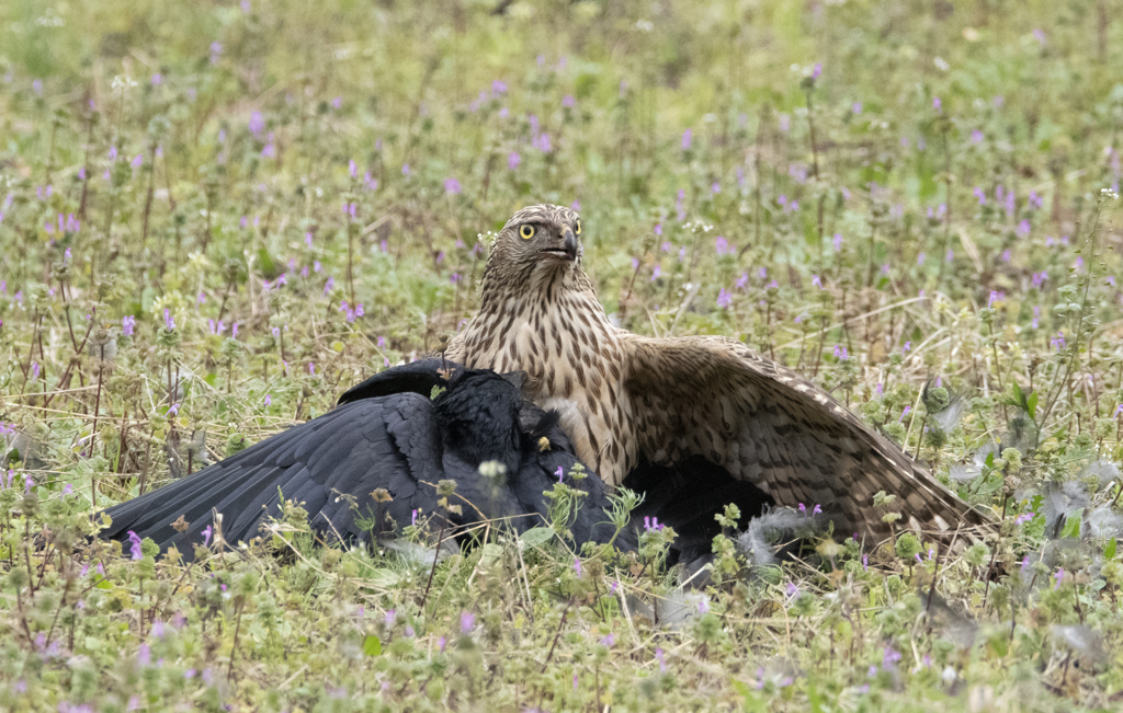 オオタカ若鳥 (カラス捕食)　②