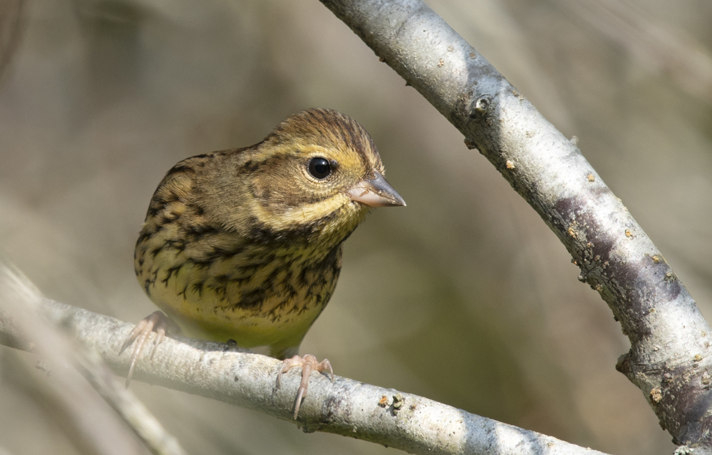 アオジ ♀ ⑨