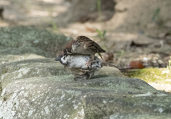 仲良しスズメ②