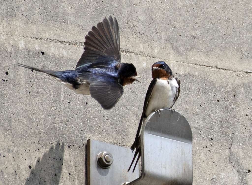 ツバメ 子育て④