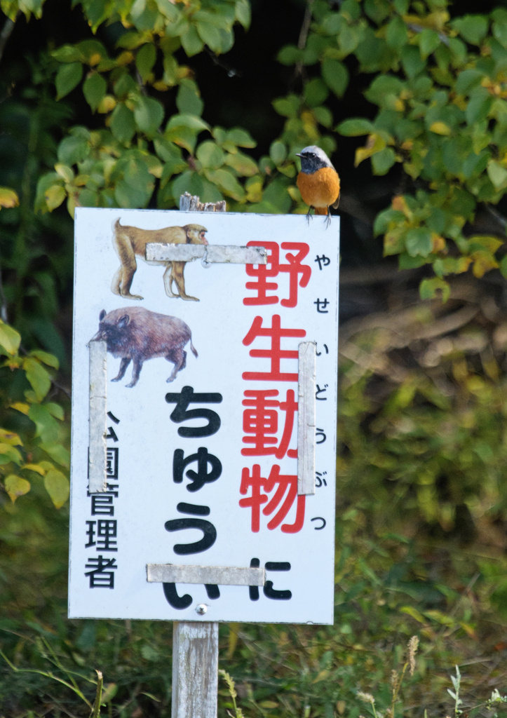 ボクもモノの数に入ってるの？