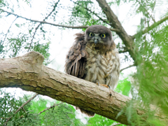 R3 アオバズク雛ちゃん