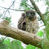 R3 アオバズク雛ちゃん