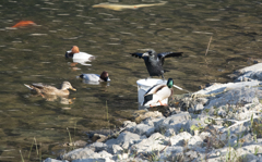 白鳥の餌場