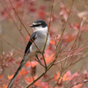 紅葉にリュウキュウサンショウクイ