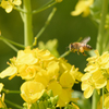 菜の花にミツバチ ②
