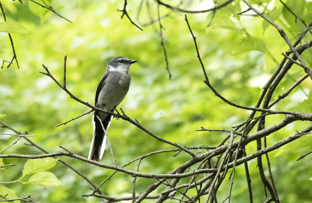 リュウキュウサンショウクイ④