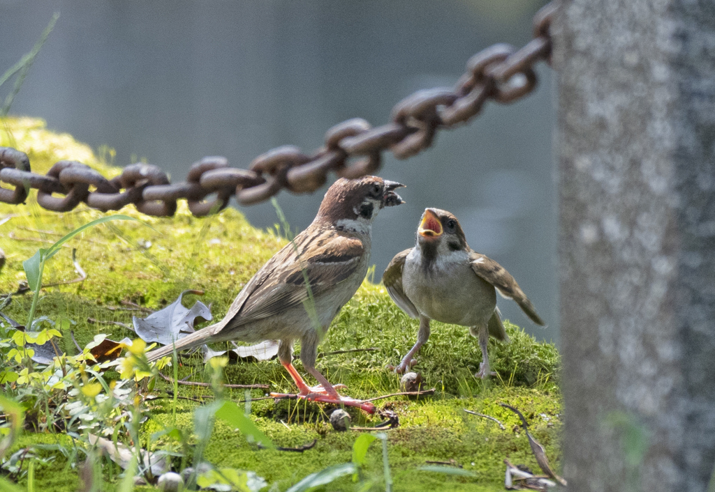 スズメ 子育て②