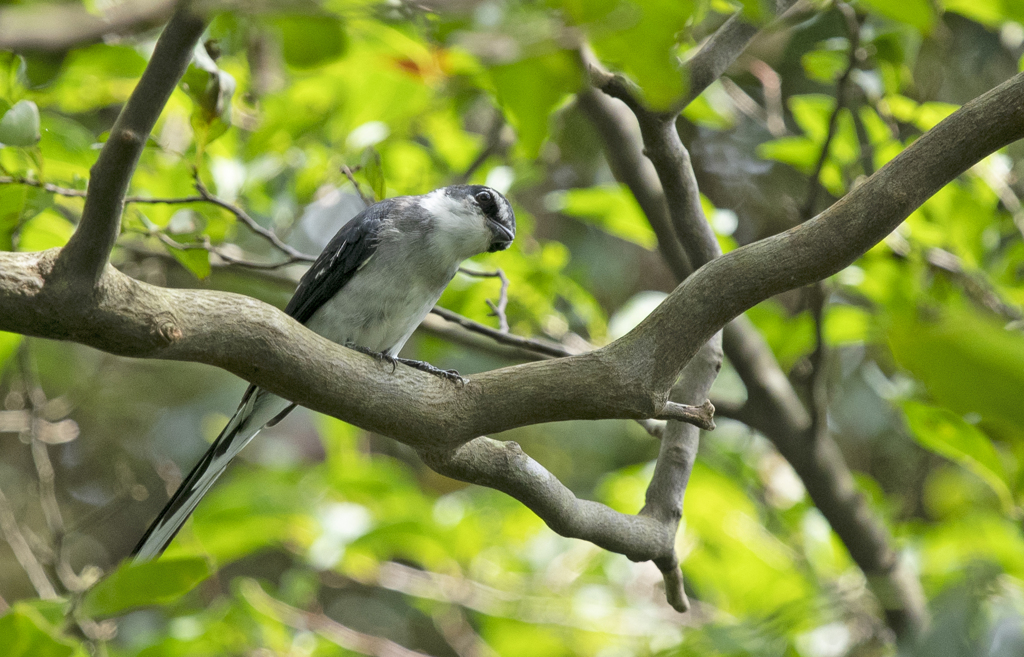 サンショウクイ ⑤