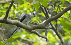 サンショウクイ ⑤