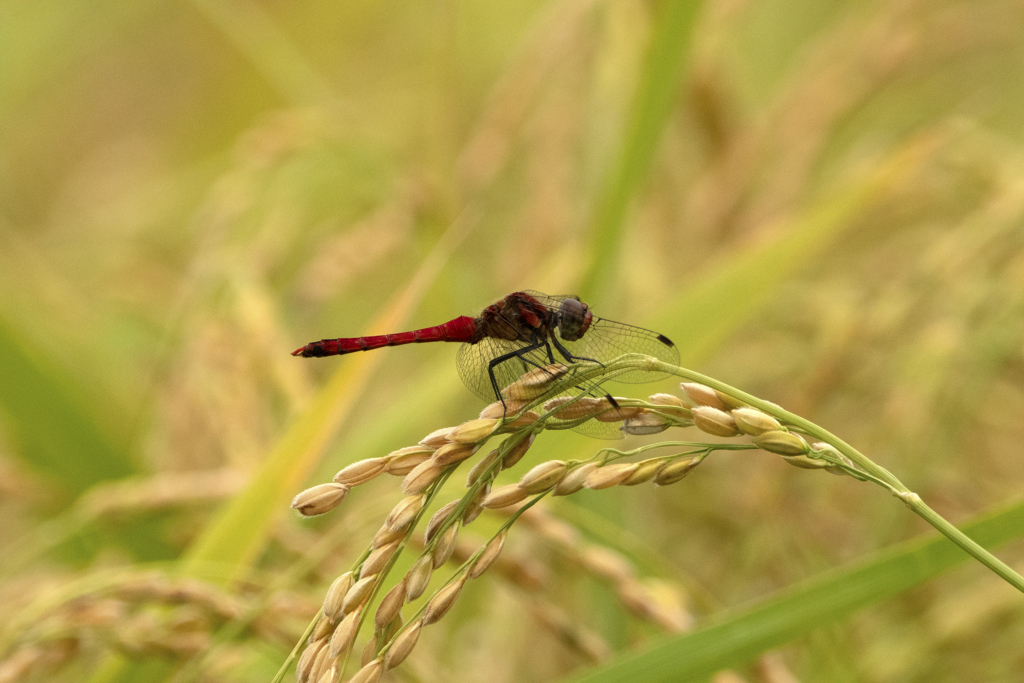 稲穂と赤トンボ