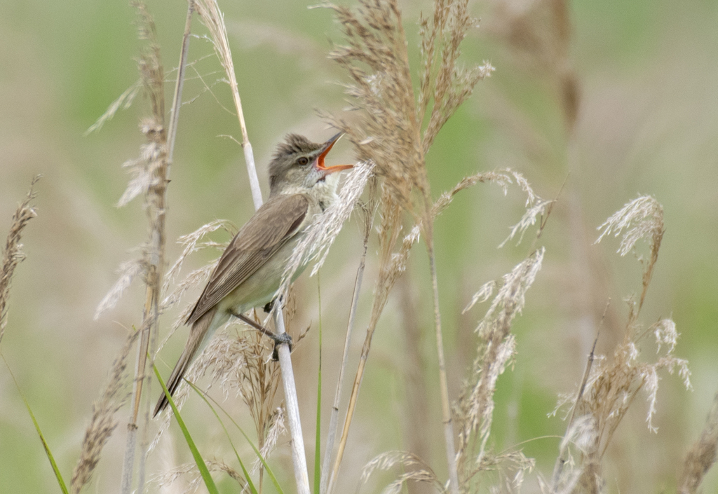 オオヨシキリ ③